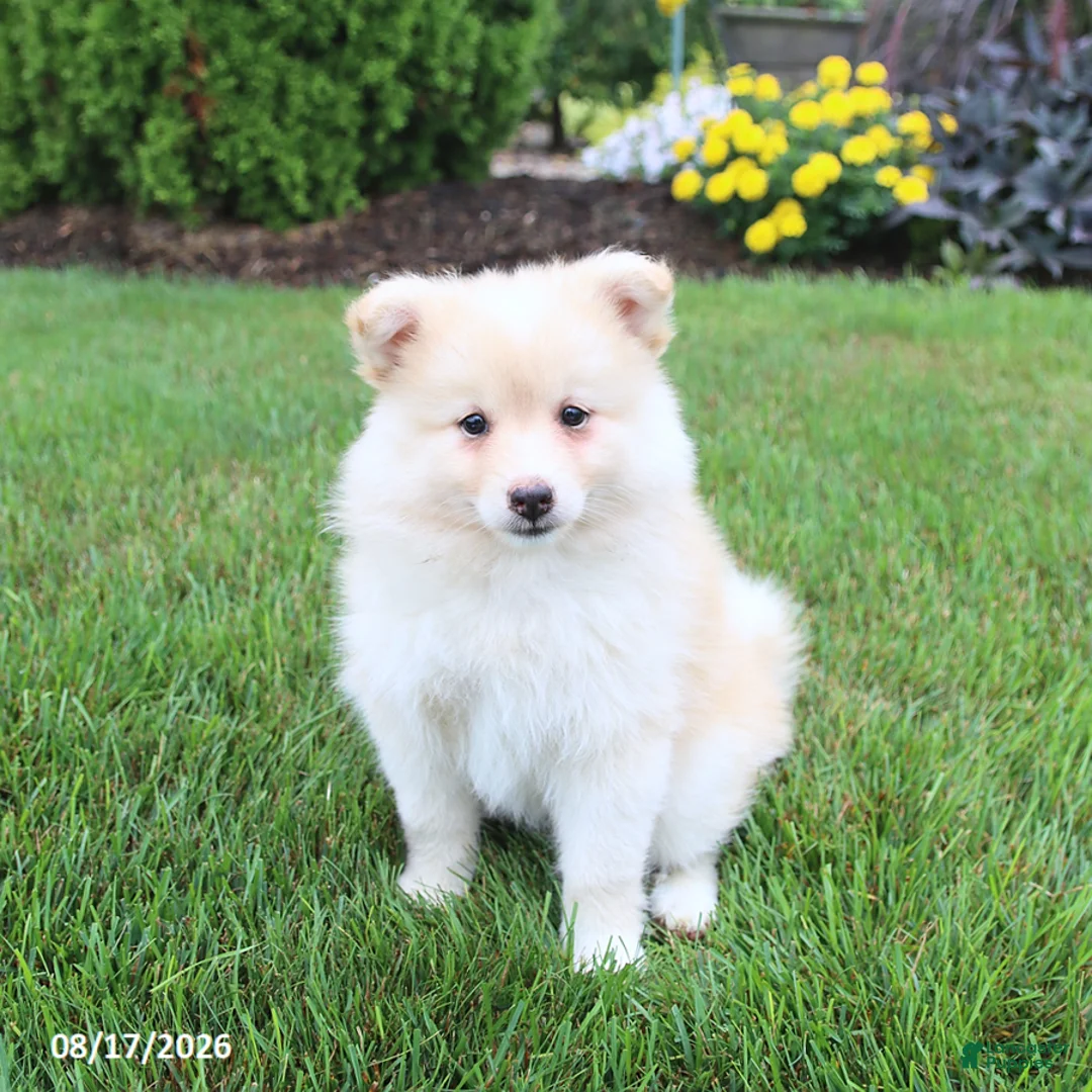 Pomsky dogs for sale: Sunny  - Ad 2