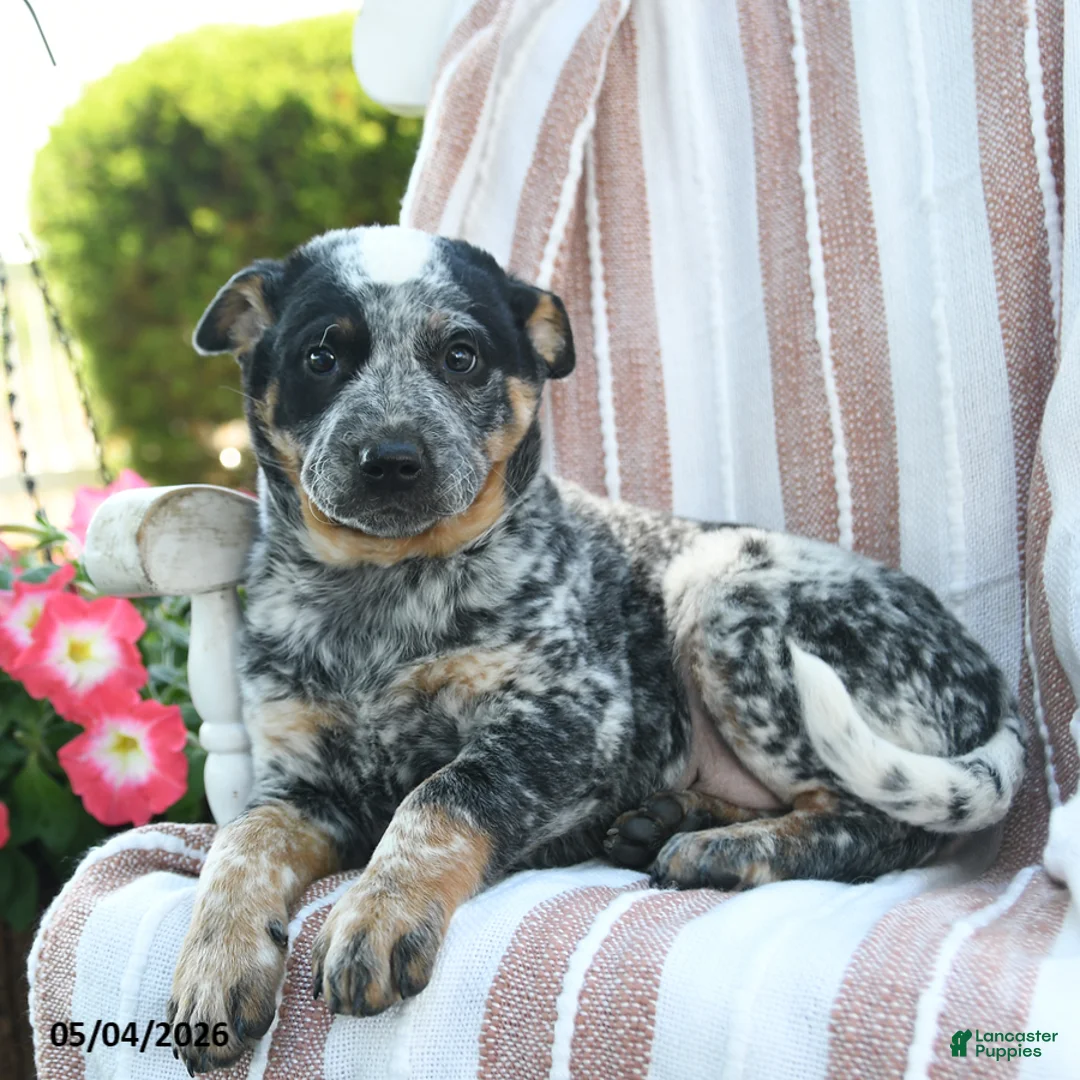 Australian Cattle Dog dogs for sale: Banjo - Ad 3