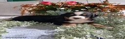 Bernese Mountain Dog dogs for sale: Amy - Ad 7