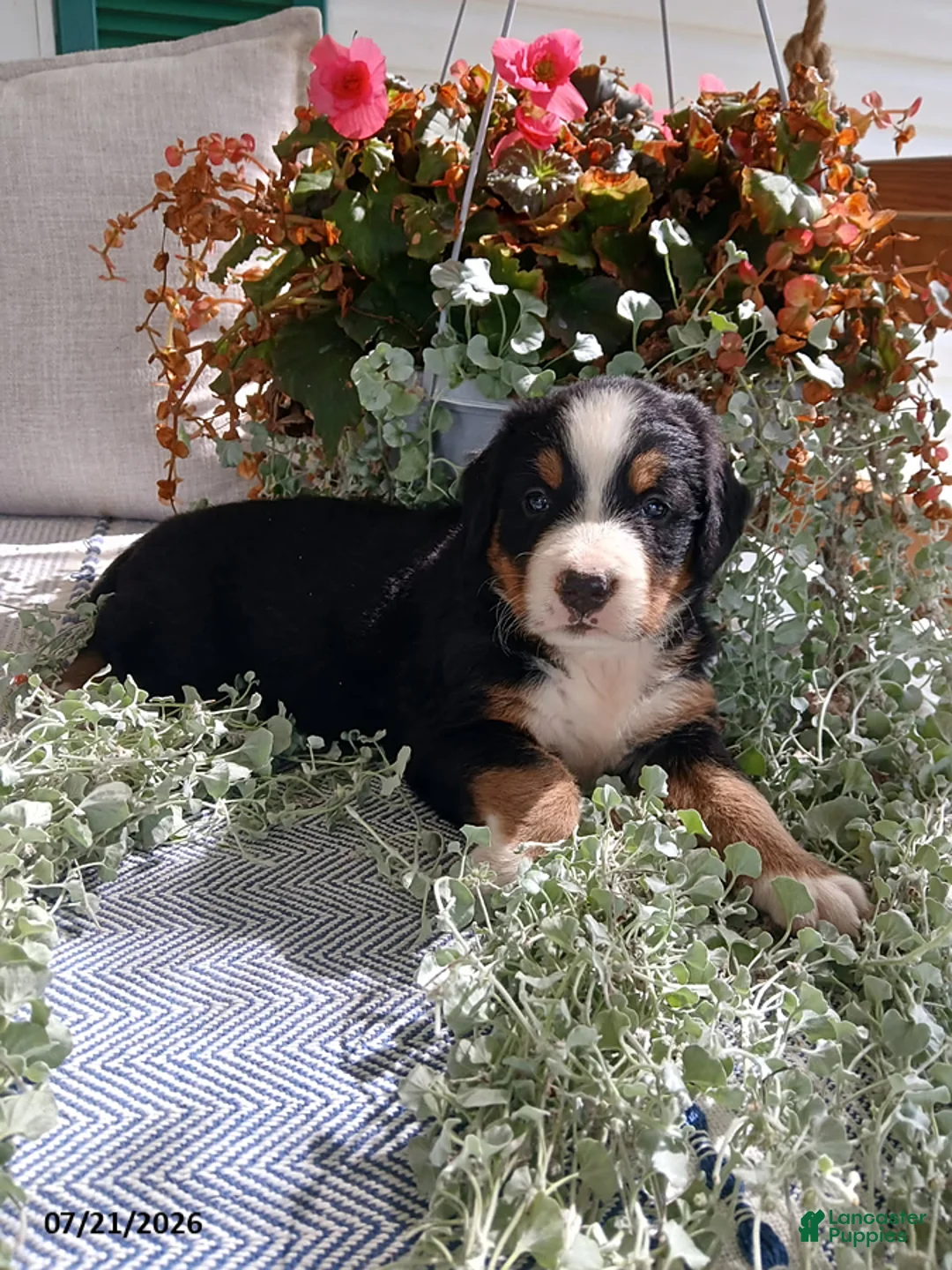 Bernese Mountain Dog dogs for sale: Amy - Ad 7