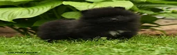 Pomeranian dogs for sale: Happy - Ad 3