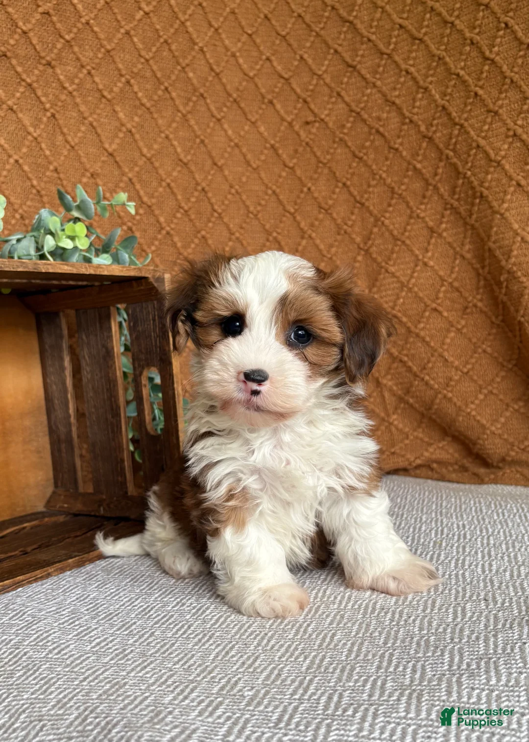 Havanese dogs for sale: Dawson  - Ad 1