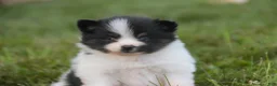 Pomeranian dogs for sale: Artemis Pomeranian  - Ad 6