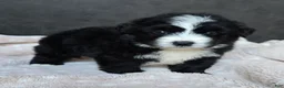 Mini Bernedoodle dogs for sale: Mini Wilson - Ad 16