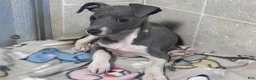 Italian Greyhound dogs for sale: Donut - Ad 3