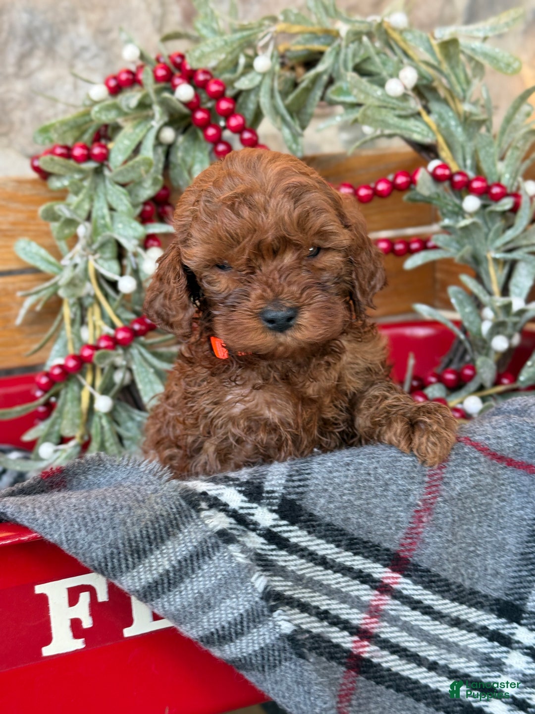 Mini Goldendoodle dogs for sale: Igloo - Ad 7