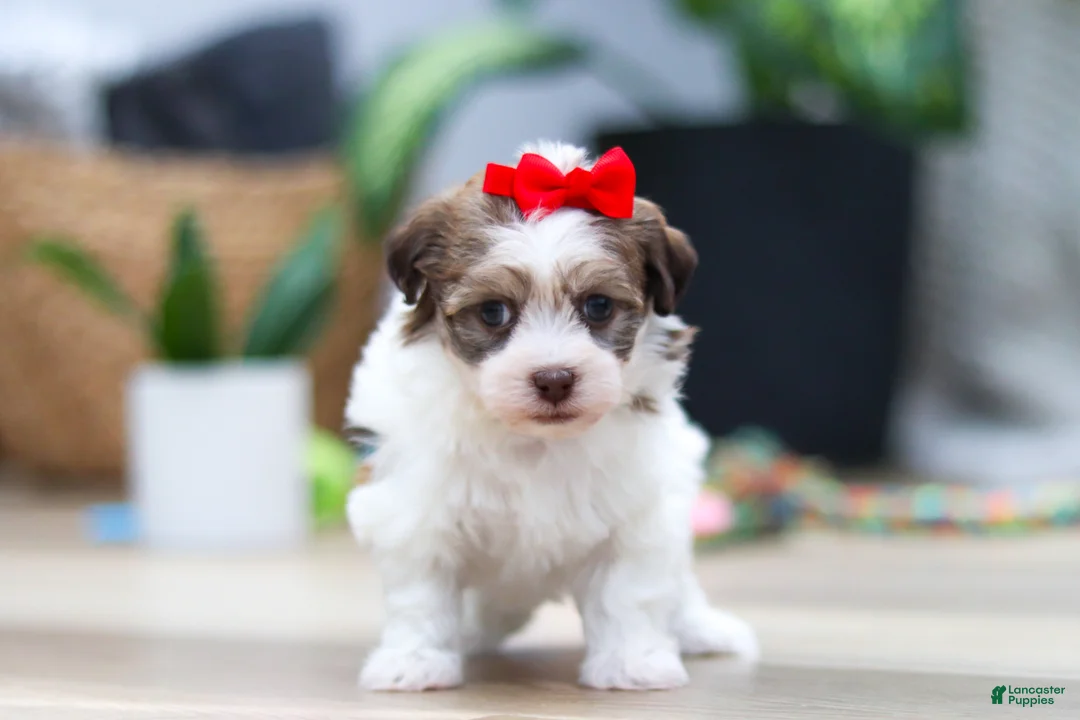Havanese dogs for sale: Bloom - Ad 3