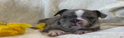 Frenchton dogs for sale: Damon - Ad 17