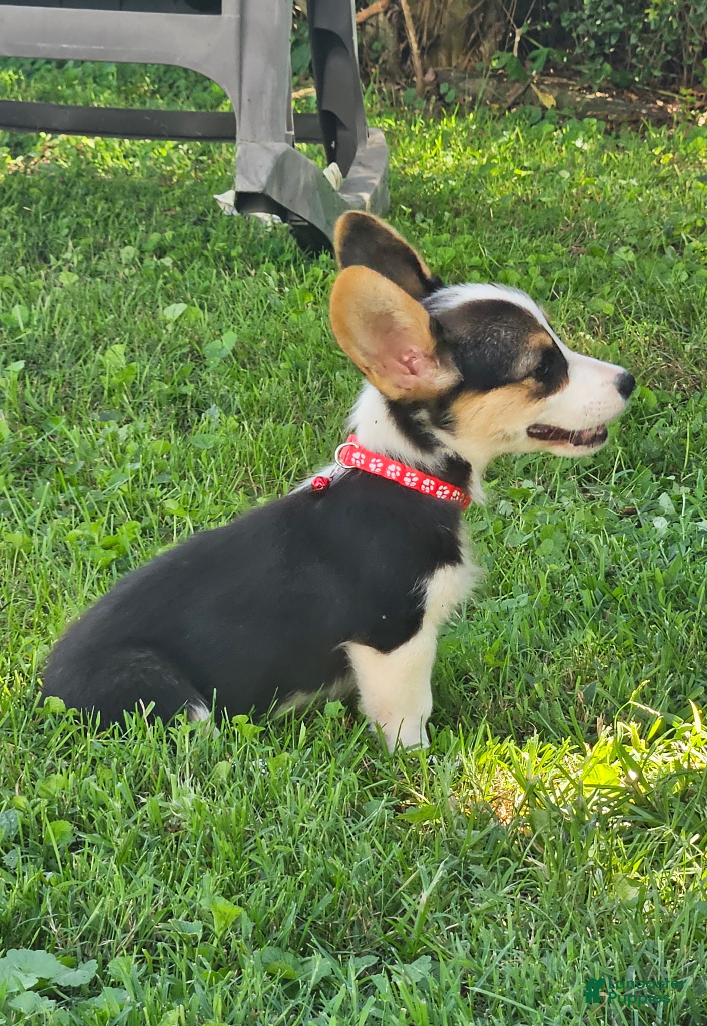 Welsh Corgi Pembroke dogs Teal (New Collar: Red) Female - Ad 24
