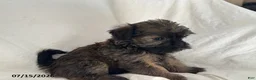 Shorkie dogs for sale: Ethan - Ad 3