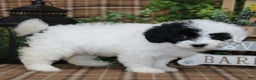 Sheepadoodle dogs for sale: TIlly - Ad 2