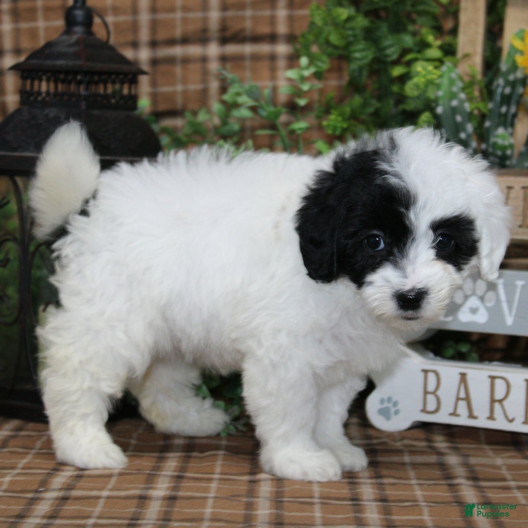 Sheepadoodle dogs for sale: TIlly - Ad 2