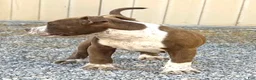 American Bully dogs for sale: "SNOOP DOGG" CHOCOLATE TICKED - Ad 4