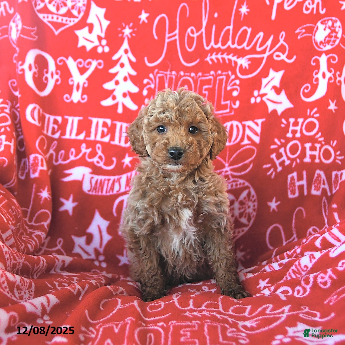 Mini Goldendoodle dogs Elf - Ad 30