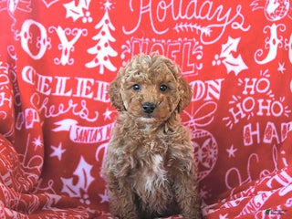 Mini Goldendoodle dogs Elf - Ad 23