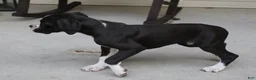 Boxer dogs for sale: Frank - Ad 4