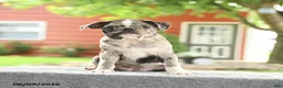 Mixed Breed dogs for sale: Harmony - Ad 5