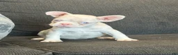 French Bulldog dogs for sale: Cheeto - Ad 13