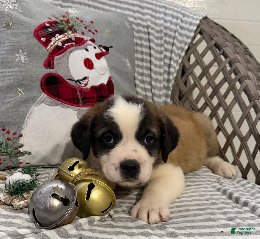 Saint Bernard dogs for sale: Diesel - Ad 5