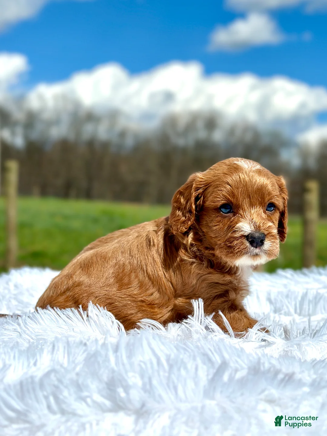 Cavapoo dogs for sale: Joseph - Ad 2