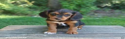 Mixed Breed dogs for sale: Wendy - Ad 4