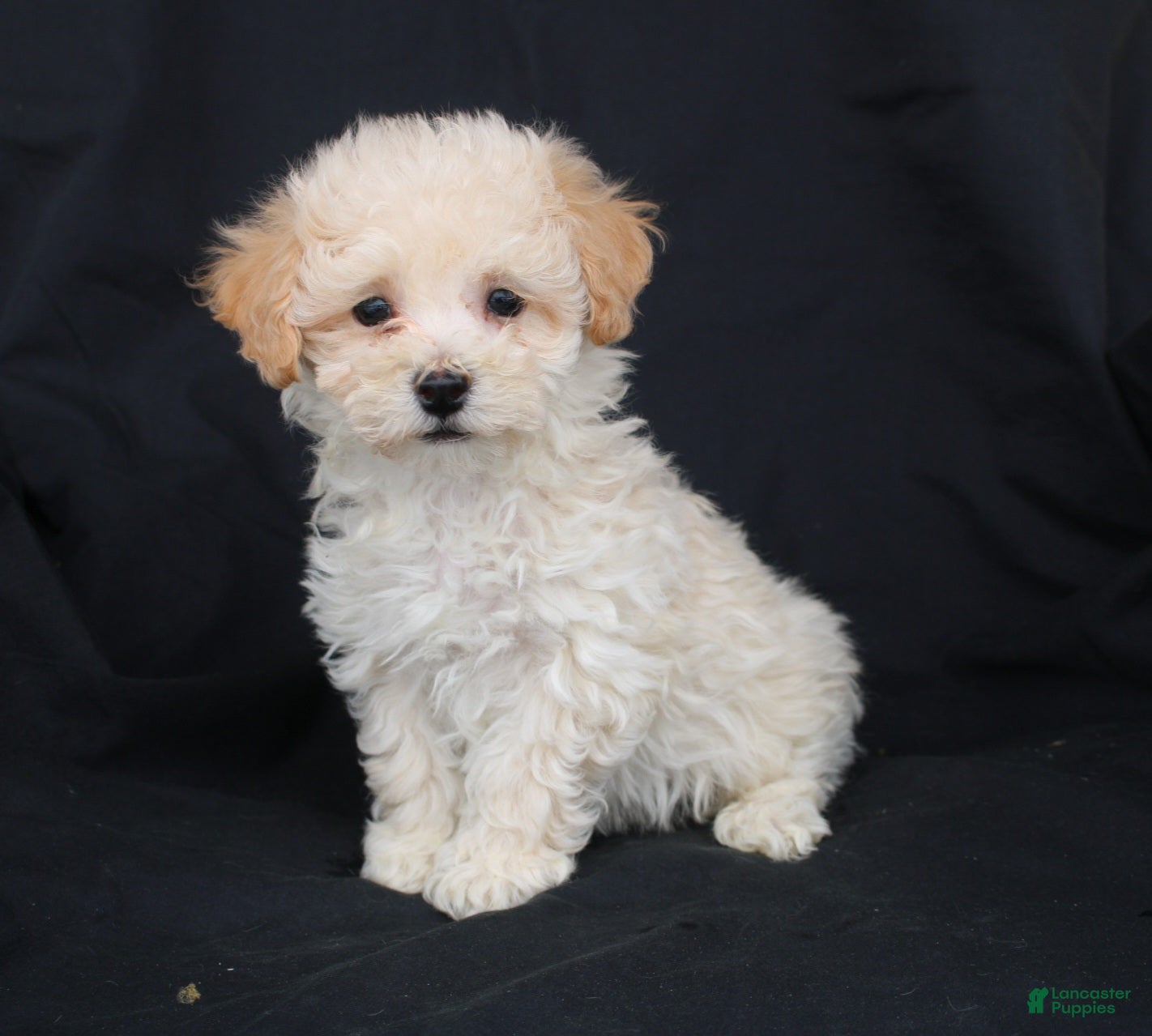 Bichpoo dogs Peanut - Ad 42