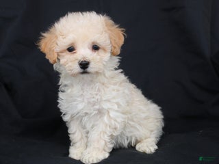 Bichpoo dogs Peanut - Ad 18