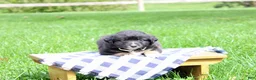 Miniature Australian Shepherd dogs for sale: Arrow - Ad 3