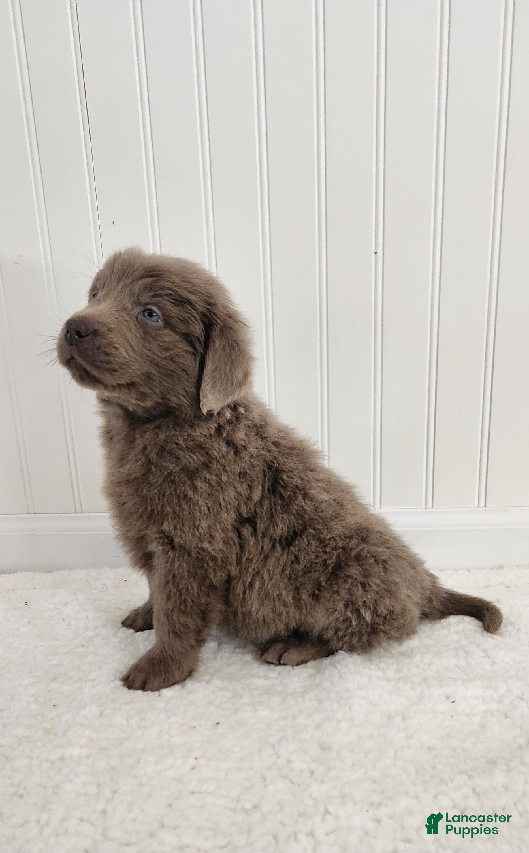 Newfoundland dogs for sale: AKC Evie - Ad 2