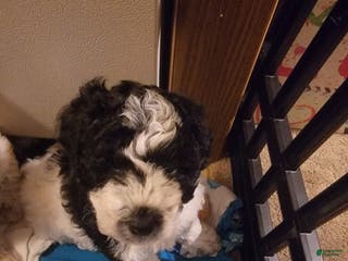 Mixed Breed dogs Chopper - Ad 36