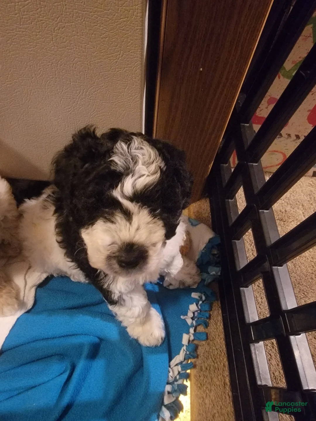 Mixed Breed dogs for sale: Chopper - Ad 1