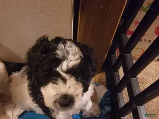 Mixed Breed dogs Chopper - Ad 40