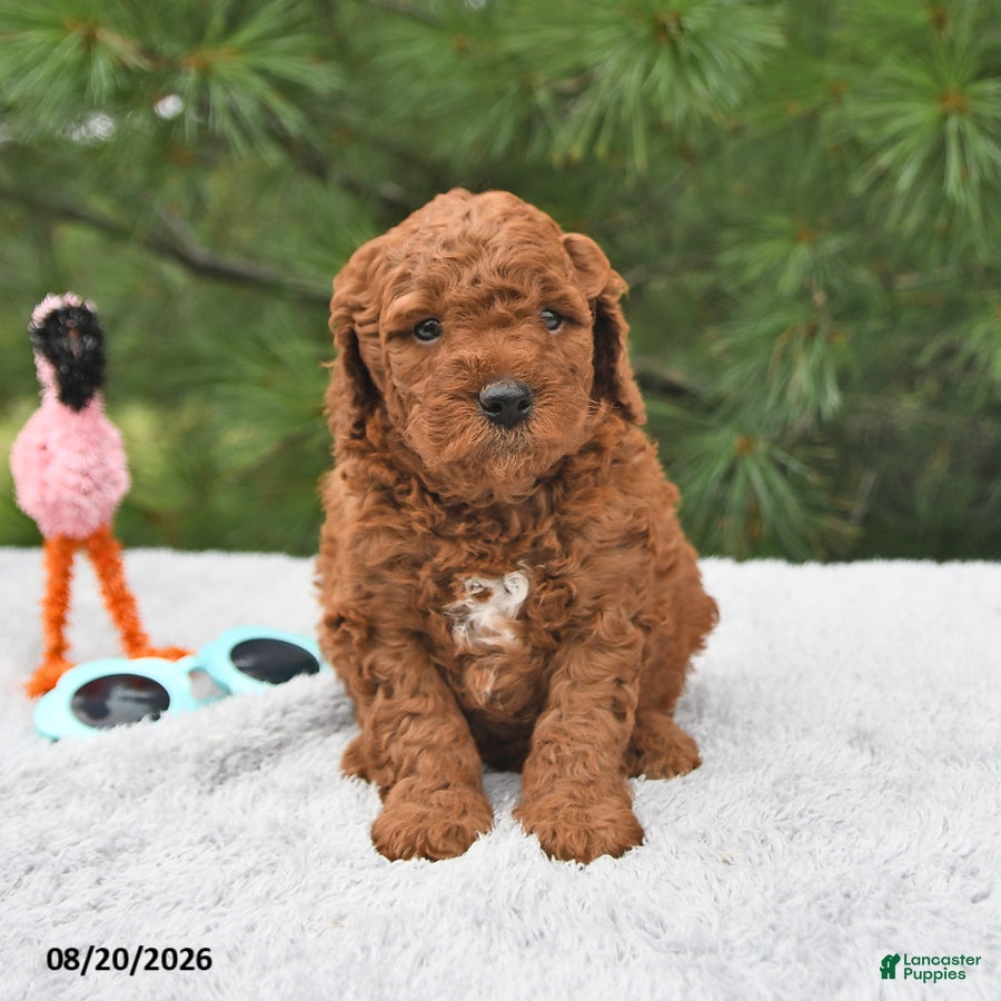 Mini Goldendoodle dogs Bentley - Ad 1