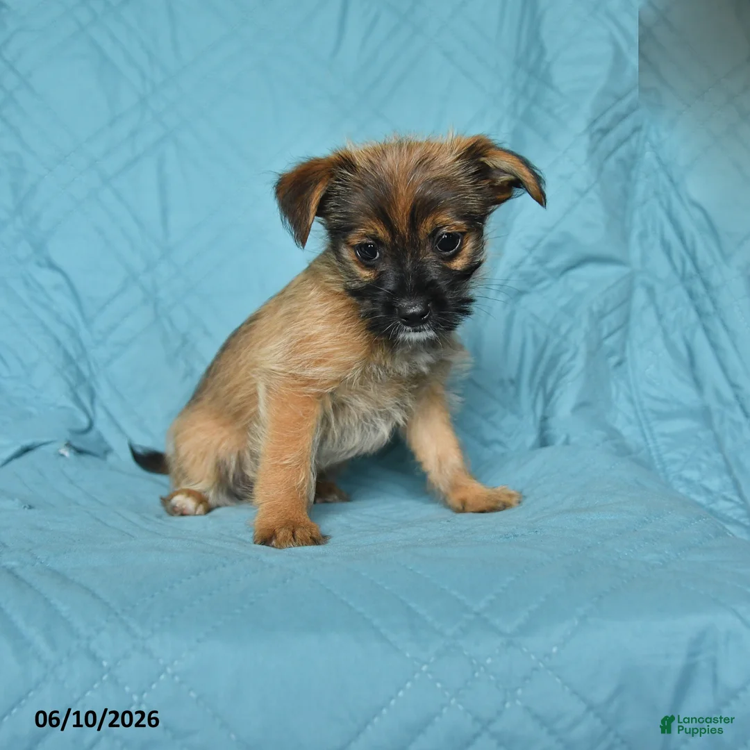 Mixed Breed dogs for sale: Scott - Ad 1