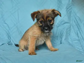 Mixed Breed dogs for sale: Scott - Ad 4