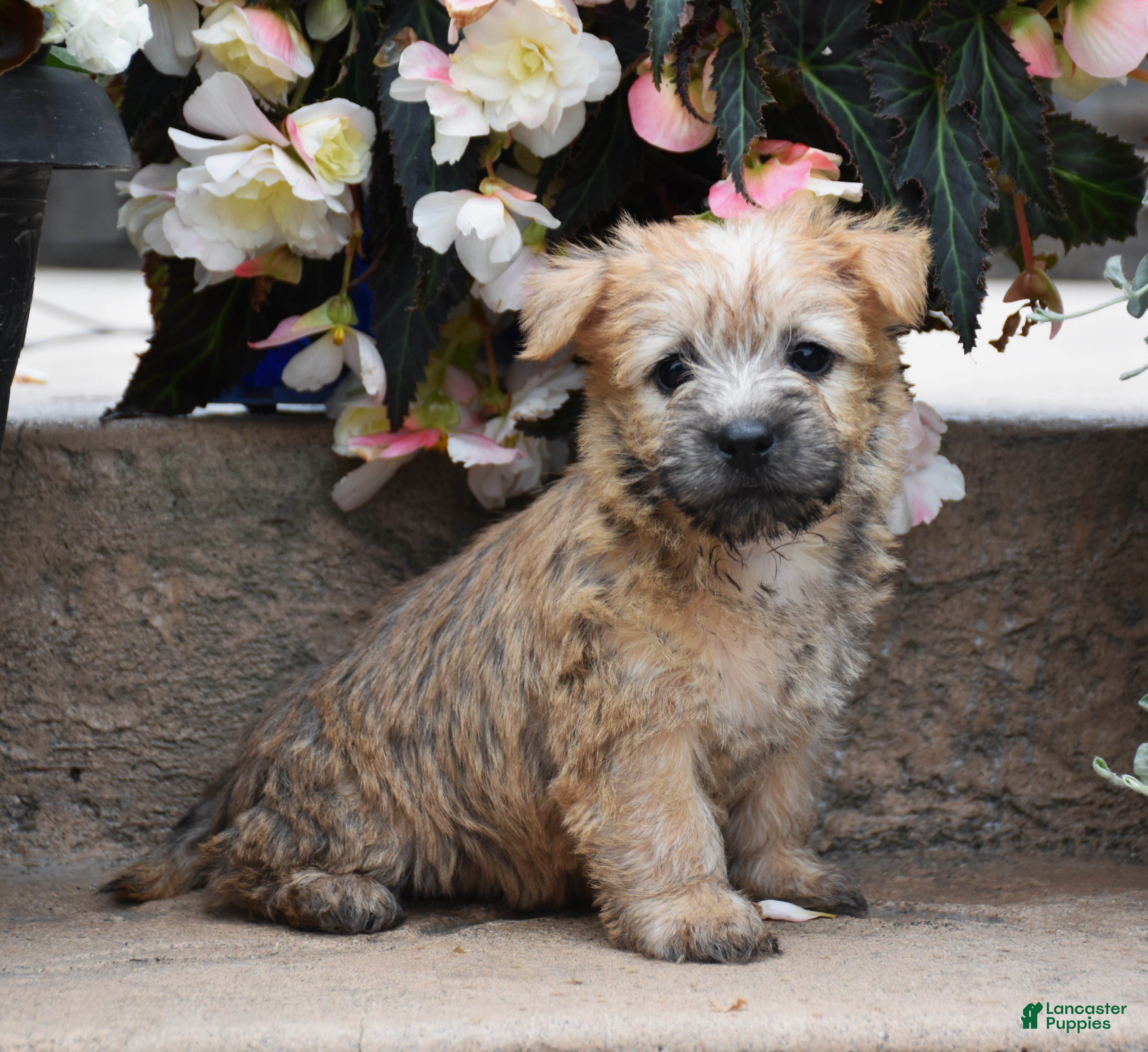 Cairn Terrier dogs Zaina - Ad 2