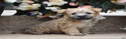 Cairn Terrier dogs for sale: Zaina - Ad 2