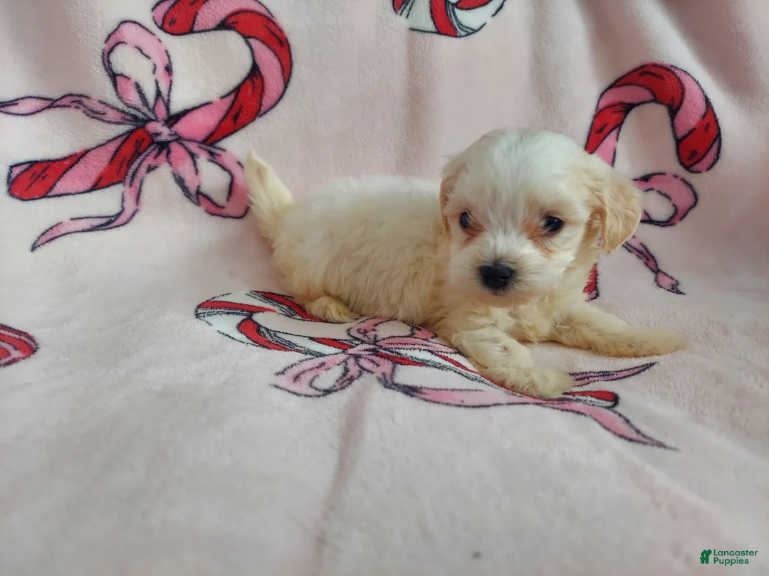 Maltipoo dogs for sale: Ophelia---Maltipoo, in home raised, non-shedding - Ad 2