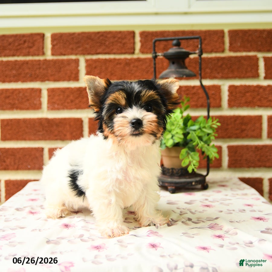 Yorkshire Terrier dogs Pansy - Ad 1
