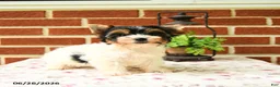 Yorkshire Terrier dogs for sale: Pansy - Ad 1