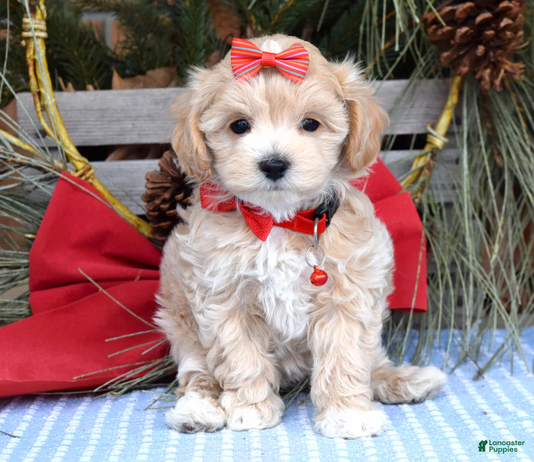 Maltipoo dogs for sale: Missy - Ad 7