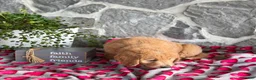 Goldendoodle dogs for sale: Nana - Ad 11