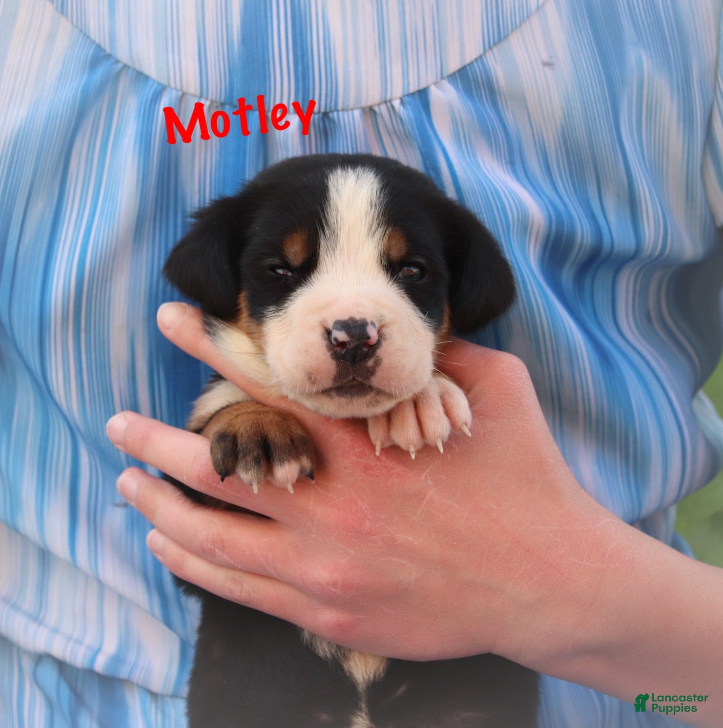 Greater Swiss Mountain Dog dogs Motley  - Ad 1