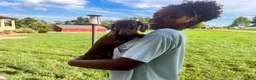 Miniature Dachshund dogs for sale: Gus - Ad 6
