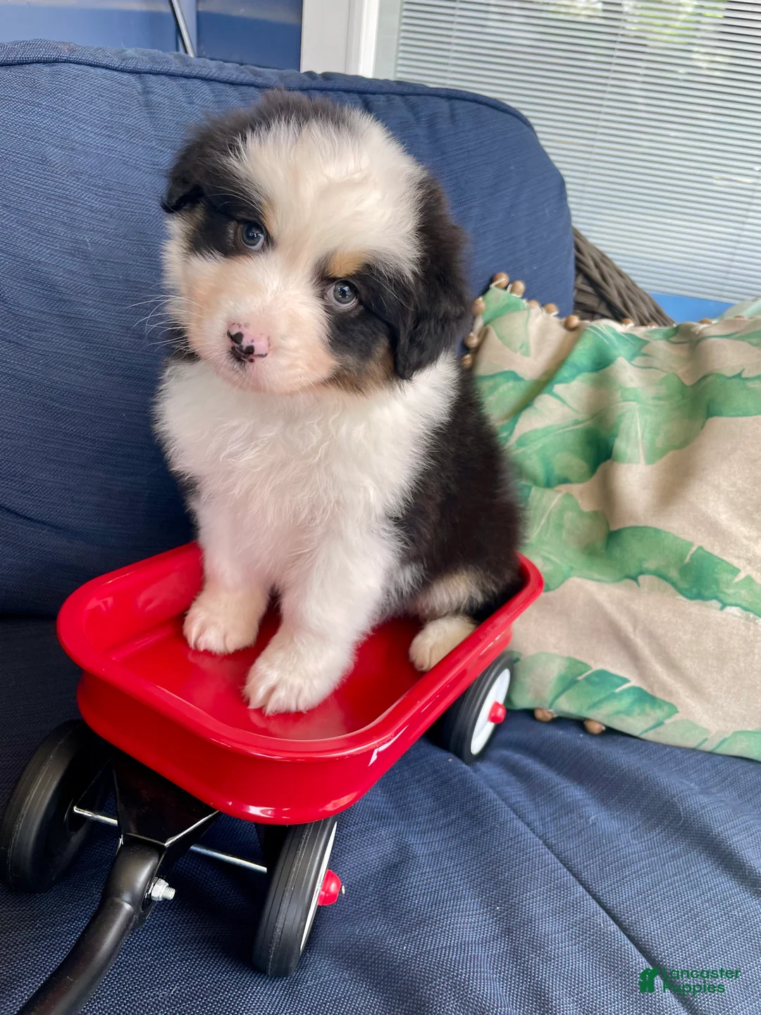 Australian Shepherd dogs for sale: Australian Shepherd- Duke - Ad 1