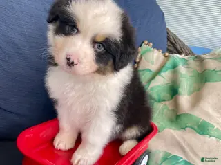 Australian Shepherd dogs Australian Shepherd- Duke - Ad 1