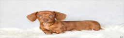 Miniature Dachshund dogs for sale: Willow - Ad 3