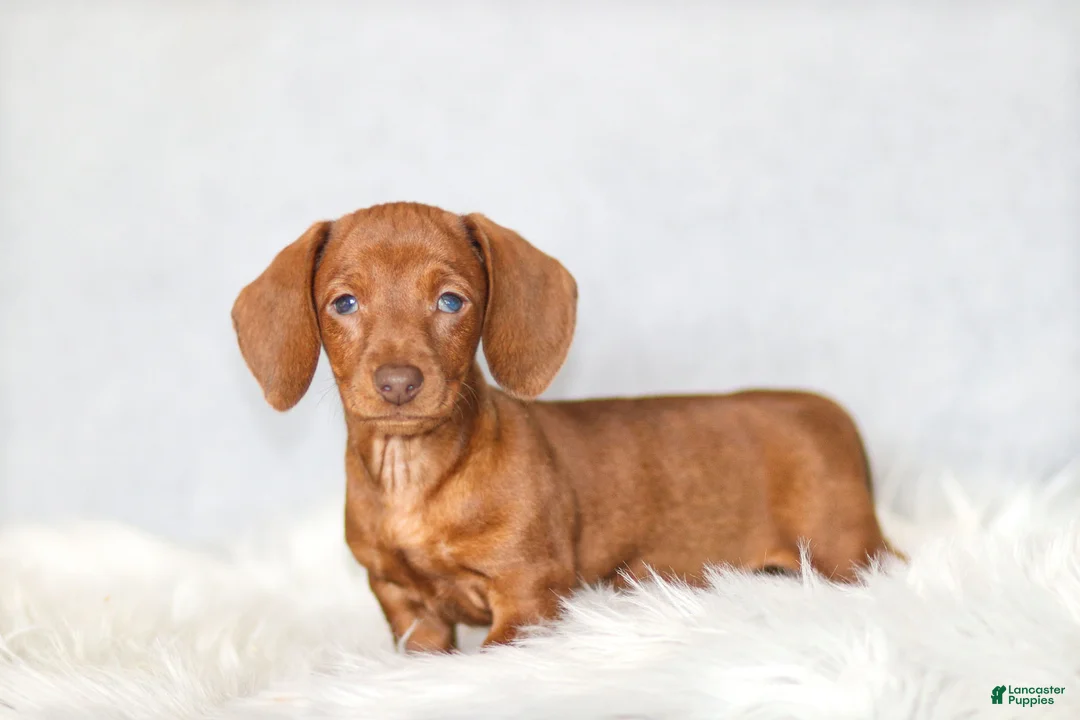 Miniature Dachshund dogs for sale: Willow - Ad 3