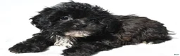 Shihpoo dogs for sale: Cody - Ad 4