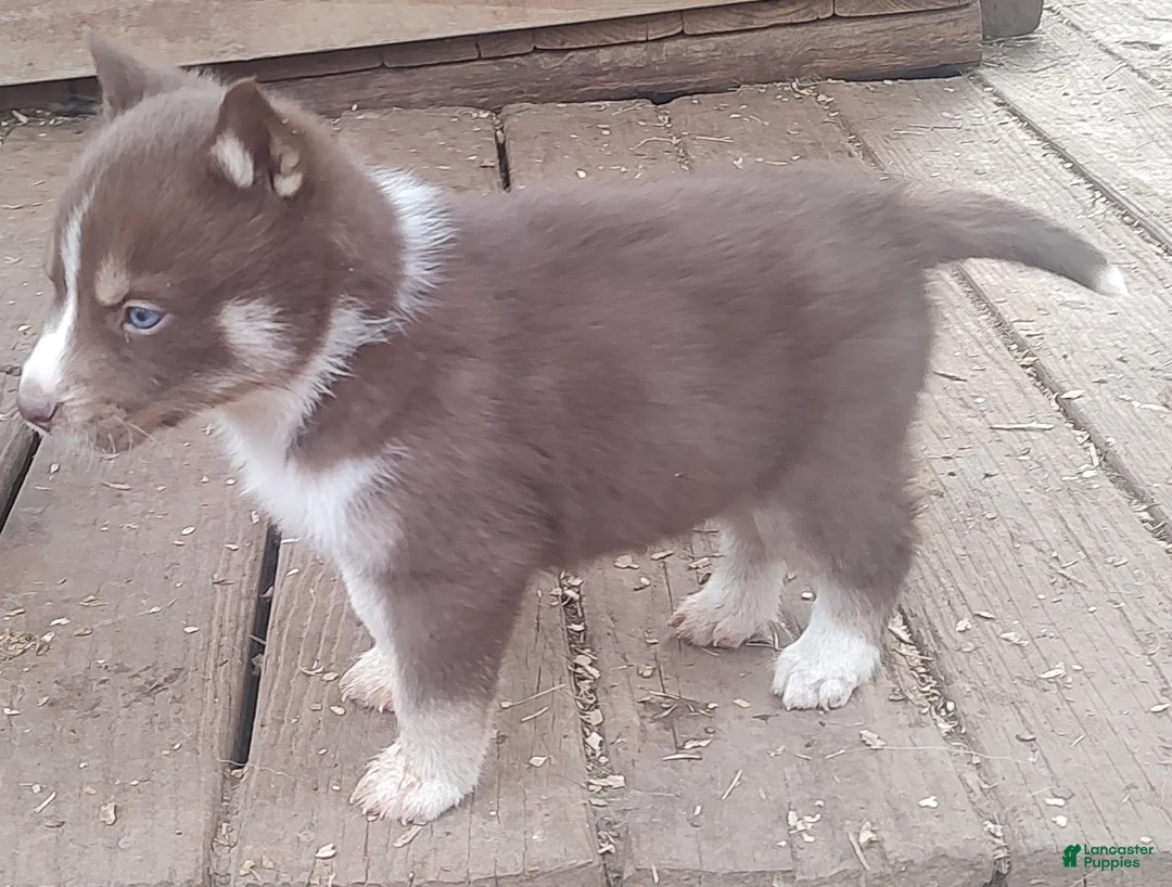 Siberian Husky dogs for sale: Siberian Husky Puppy 1 - Ad 5